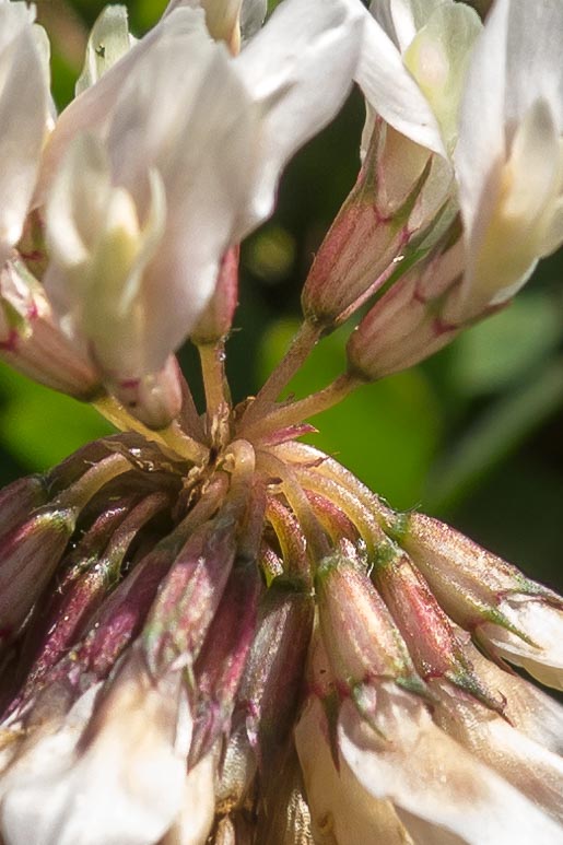 Trifolium pallescens / Trifoglio pallescente